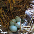 Seregély fészekalj négy tojással