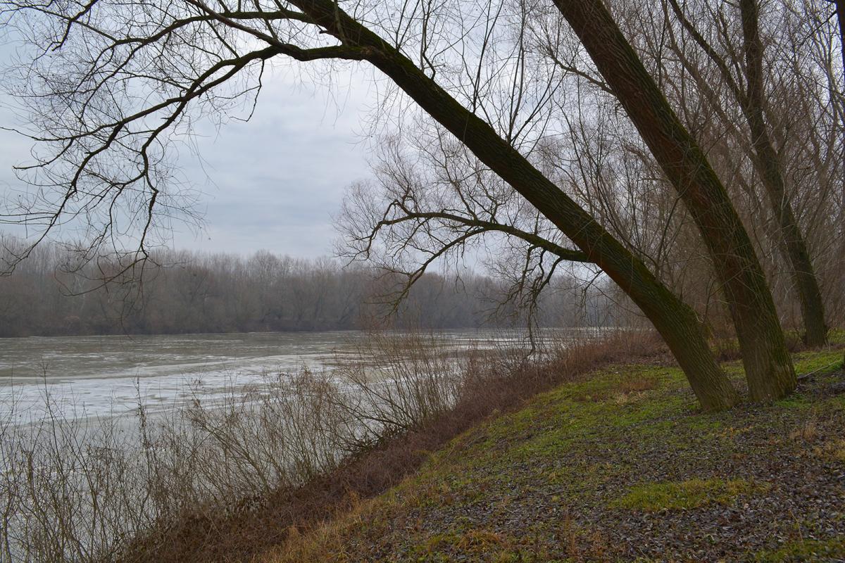 ... néztünk keletre, de a vízen egy madár sem járt. Persze nagyrészt jég fedte a folyót, ami a Felső-Tiszán nem ritkaság januárban. ::: Fotó: Nagy Károly, 2015.01.16.