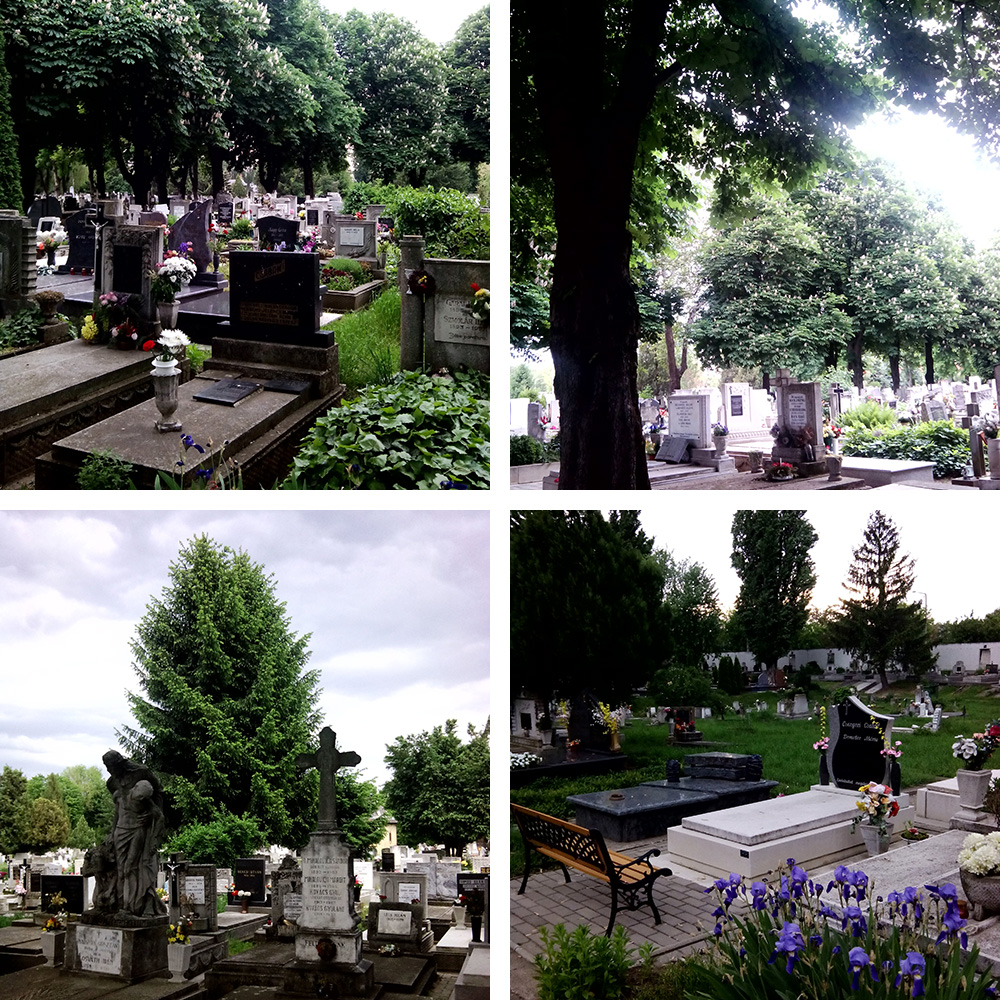 A nagyvárosi temetők öreg fái és a nyugodt környezet vonzzák a fákon és bokrokon fészkelő fajokat.