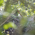 Egy fekete gólya is költ a száraz nyírségi homokon, egy vegyes erdőben (égeres -