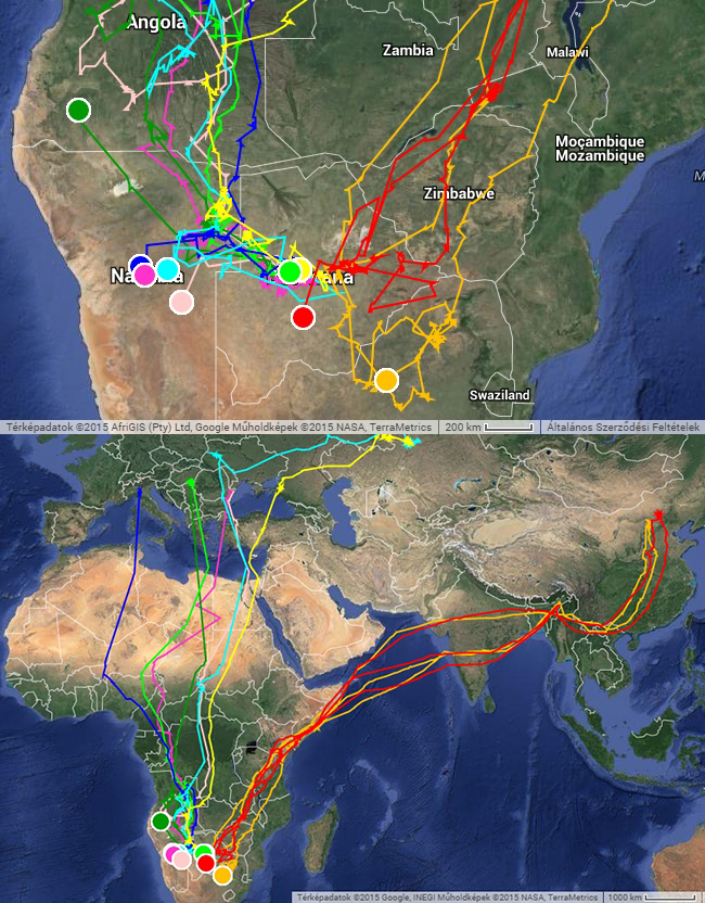 A jeladós amuri- és kék vércsék mozgását 2015. január 12-ig bemutató térkép a satellitetracking.eu honlapunkon. A legfrisebb adatokért katt a képre!