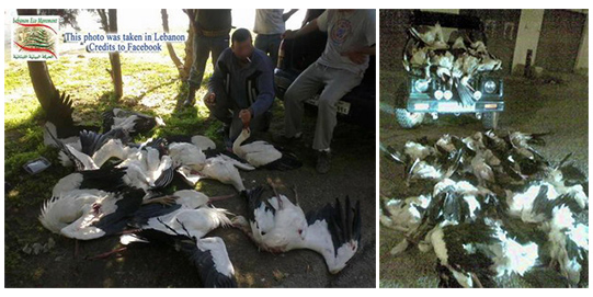 Nappal és éjjel is mészárolják a gólyákat Libanonban. ::: Forrás: www.komitee.de