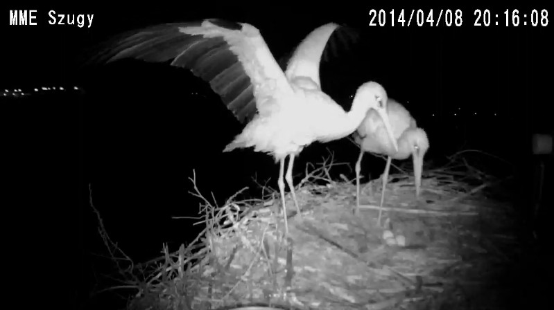 A gólyák és a tojások éjszakai is jól láthatóak.